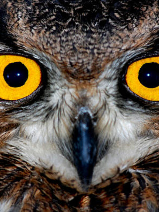 ANIMALS
New York’s celebrity owl Flaco is spotted far from Central Park for the first time